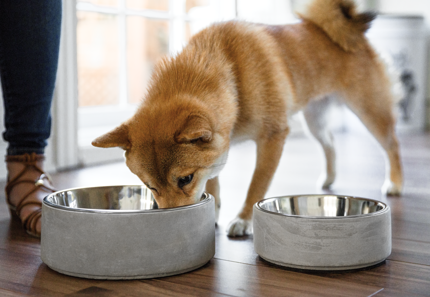 Koiran ruokinta » tietoa koiran ruokinnasta | bobbi.fi ❤